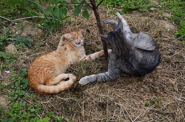 红色和灰色的家猫躺在草地上，用锋利的爪子伸出爪子