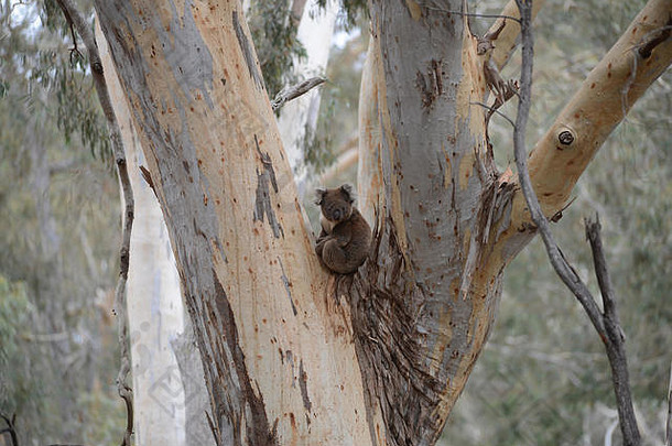 澳大利亚南部袋鼠岛森林中的考拉。你可以听到他们通过桉树互相呼叫。绿野<strong>仙踪</strong>。