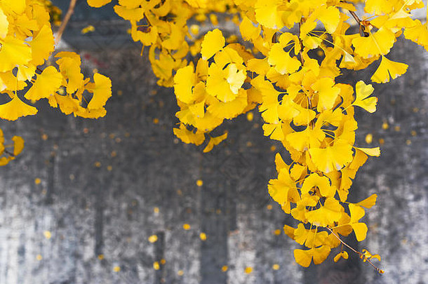 黄色的叶子秋天灰色背景