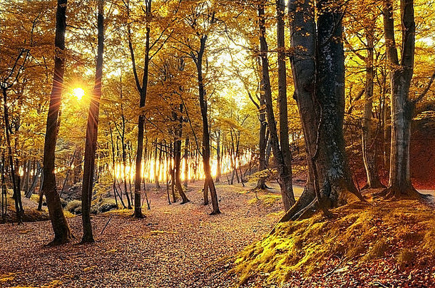 秋天的景色。美丽的<strong>金色</strong>瀑布在森林里。