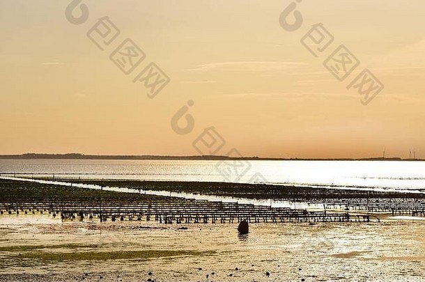 英国肯特惠特斯塔布尔海滩上的牡蛎床