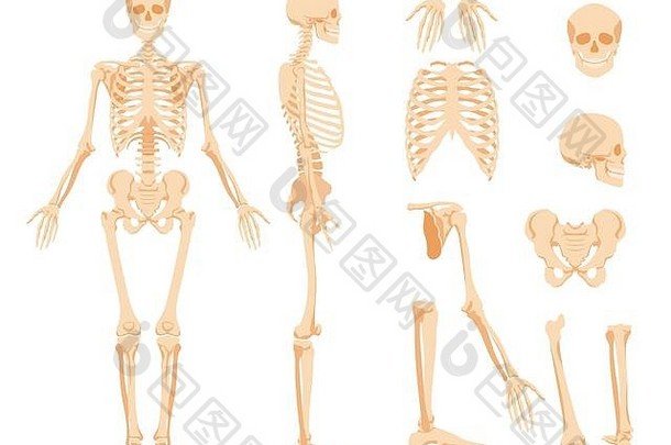 人体完整的解剖骨骼和单个骨骼