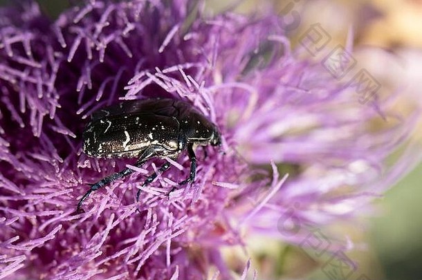 花上有地中海斑点金龟子甲虫的照片。