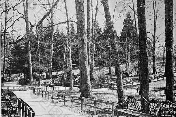 美利坚合众国，马里兰州巴尔的摩德鲁伊山公园的大树，数字了1899年（估计）历史照片的复制