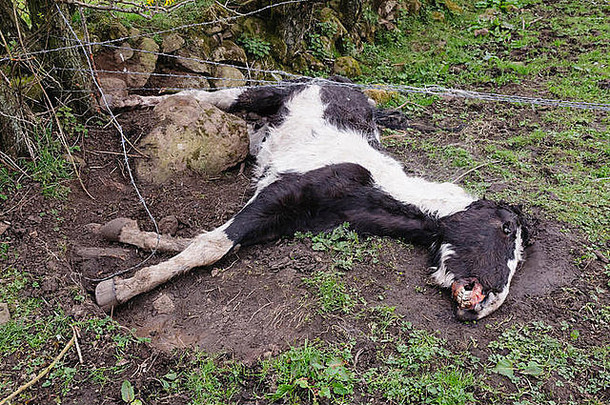 纽敦阿比北部爱尔兰死营养不良的马发现纽敦阿比