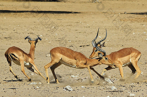 普通黑斑羚-来自非洲的野生动物背景-来自大自然的美丽和乐趣