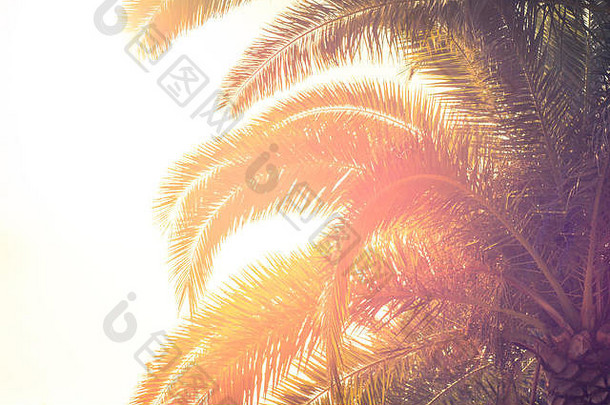 棕榈树的叶子对着天空。热带旅游背景。暑假。色调。