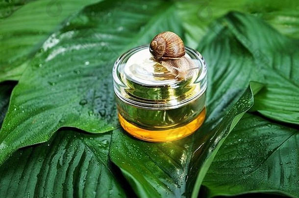 蜗牛Jar皮肤奶油绿色叶子雨滴背景蜗牛黏液美诊所概念最小的自然布局