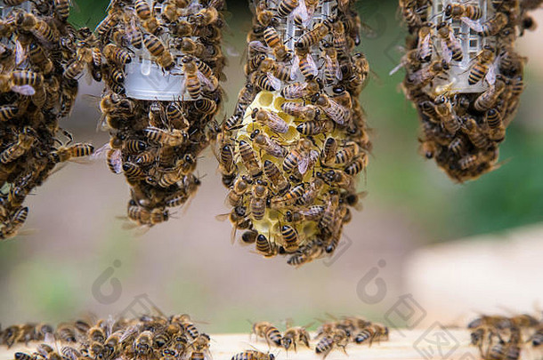 蜂王在蜂巢中繁殖。一群蜜蜂聚集在蜂王繁殖的小笼子里。