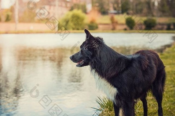 专注的边境牧羊犬站在湖边，好奇地看着一旁。公园里可爱的黑色宠物。