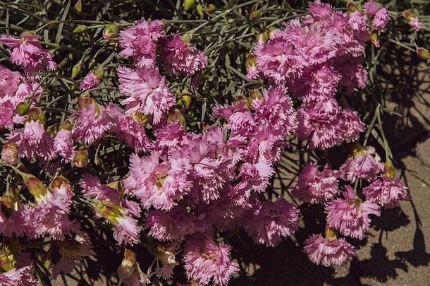 粉红色康乃馨灌木的花结构，有许多花的繁茂花瓣和绿叶中的小芽。f上盛开的丁香花俯视图