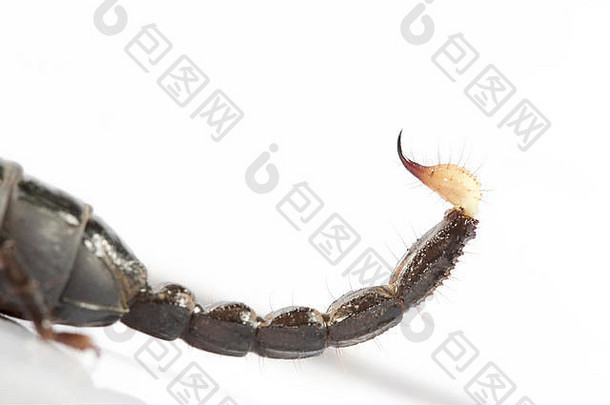 穴居蝎子异质udanti老虎储备恰蒂斯加尔邦大蝎子巨大的钳子