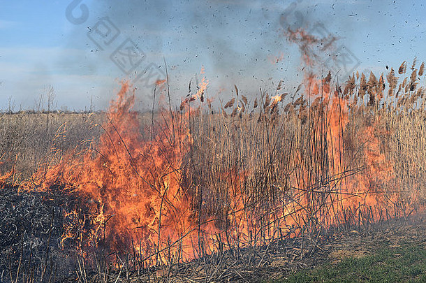 燃烧干草和芦苇。干草灌木丛中的田地和沟渠。