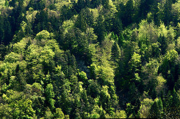 春季林地树叶的纹理，丘尔，格劳布登
