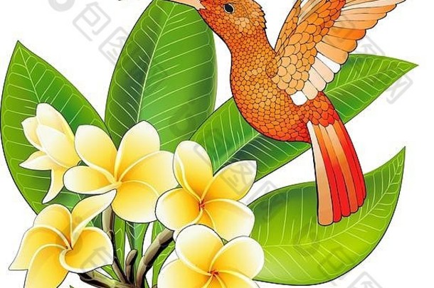 开芙蓉花的小蜂鸟。异国情调的热带科里布里动物标志
