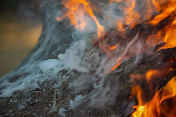 火烟发光的燃烧碳化柴火篝火篝火色彩斑斓的火焰灰色灰烧焦的树皮
