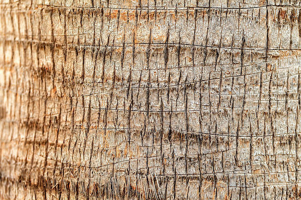 棕榈树皮的纹理。美丽的树皮图案。特写。