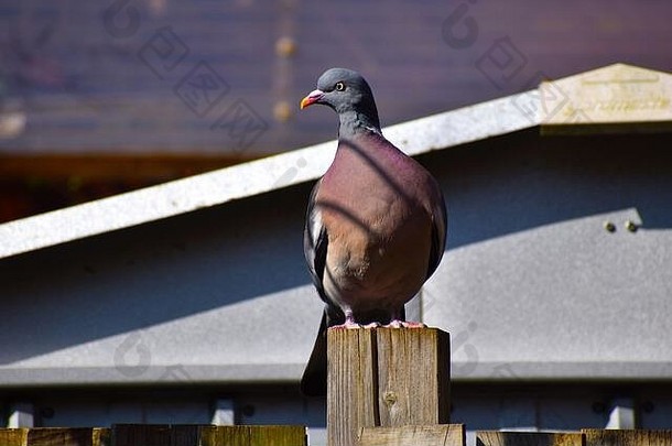英国最大的鸽子灰木鸽有白色的脖子和翅膀。在乡下害羞，但在城市温顺它的咕咕叫声在树林里很常见