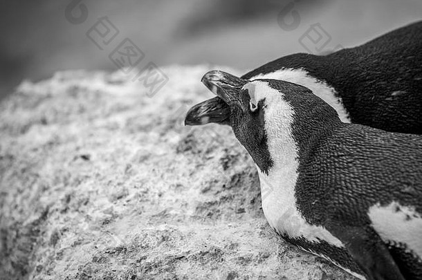 非洲企鹅拥抱岩石黑色的白色南非洲