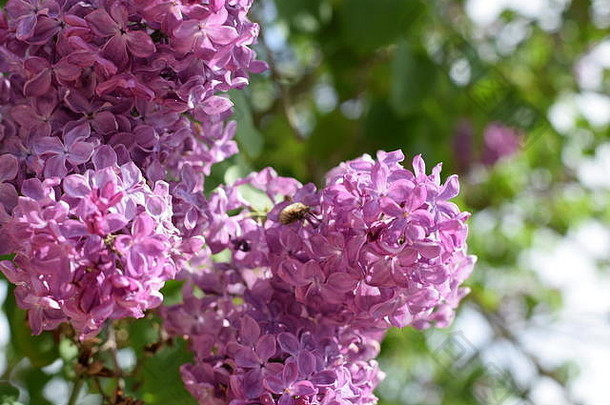 户外美丽的紫丁香花。树枝上的丁香花
