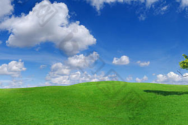 田园生活全景景观孤独的树绿色字段蓝色的天空白色云背景