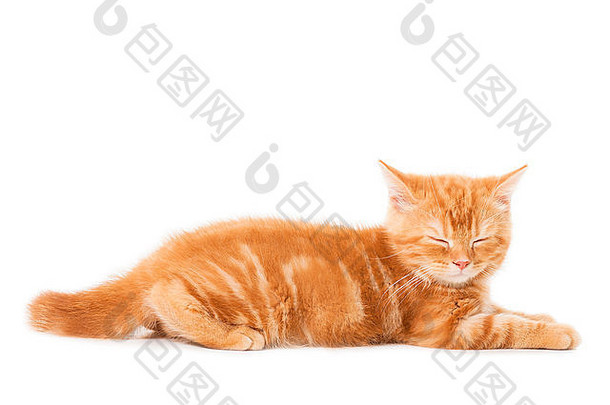 在白色背景下睡觉的英国短毛猫