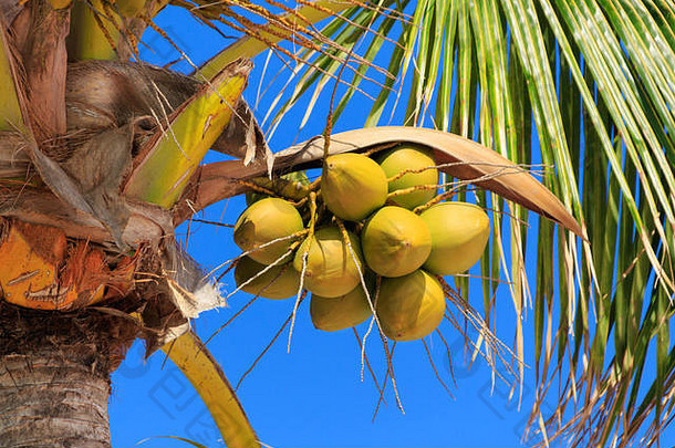 2017年巴哈马棕榈树上生长着一些未成熟的椰子