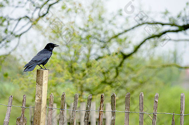 喜鹊木栅栏早期春天黑色的鸟峰农村分支机构树绿色草