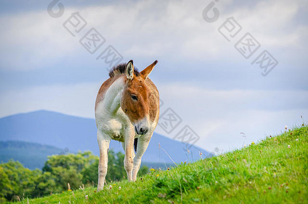 一匹亚洲<strong>野马</strong>站在山坡上的图片。这些马非常稀有，也被称为普雷泽瓦尔斯基的马，蒙古马