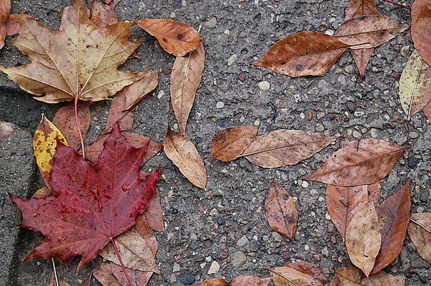 秋天明亮的树叶铺在石城的人行道上