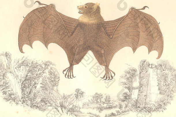 蝙蝠：汤加·鲁塞特。戈德史密斯。手绘古董印花1870