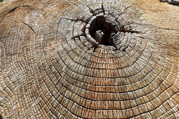 旧切割风化木材纹理，以年轮为背景。
