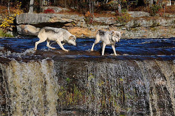 狼边缘瀑布水壶河禁止状态公园灰色的木材狼犬红斑狼疮明尼苏达州美国