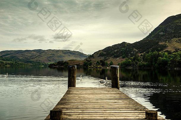 坎布里亚和平与宁静，黎明在乌尔斯瓦特南岸招手，野生哑天鹅（天鹅色）优雅地滑过湖面。