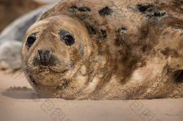 苏格兰马里芬德霍恩湾沙滩上躺着的普通海豹、黄斑海豹、团体和个人特写肖像