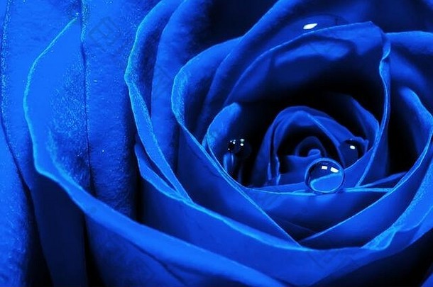 2020年颜色趋势中带有水滴的玫瑰花深蓝色特写创意宏观照片