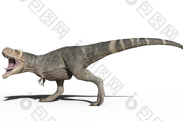 霸王龙恐龙，霸王龙爬行动物，在白色背景上行走的史前侏罗纪动物，3D插图