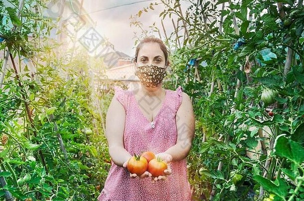一位戴着口罩在温室里采摘红色西红柿和绿色植物的年轻白人妇女。新冠肺炎期间的自给农业