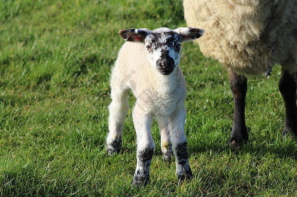 新生绵羊和羔羊