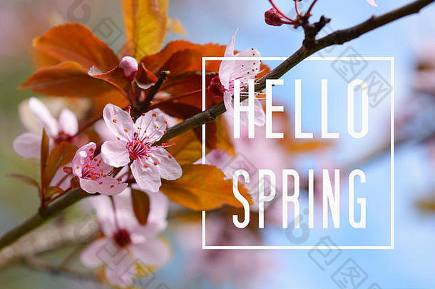 你好，春天的文字和樱花
