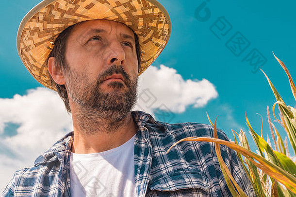 肖像农民玉米玉米场农学家摆姿势种植园距离低角视图