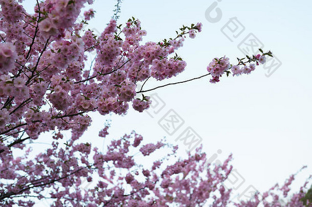 色彩斑斓的<strong>樱花</strong>樱桃开花公园里加东部欧洲资本城市拉脱维亚粉红色的品红色的颜色日落