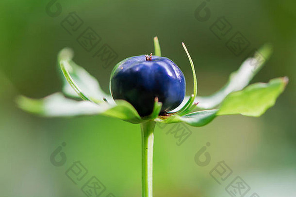 草本巴黎（巴黎四叶）浆果。蓝莓科林地植物的蓝黑色浆果状蒴果和苞片