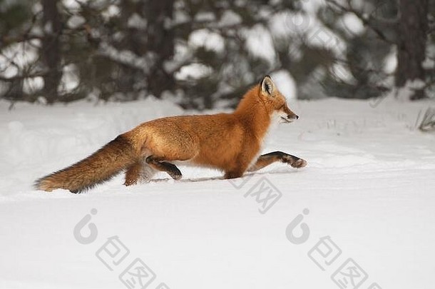 雪地里的红狐