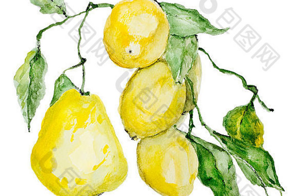 分支成熟的酸柠檬孤立的水彩画手工制作的插图