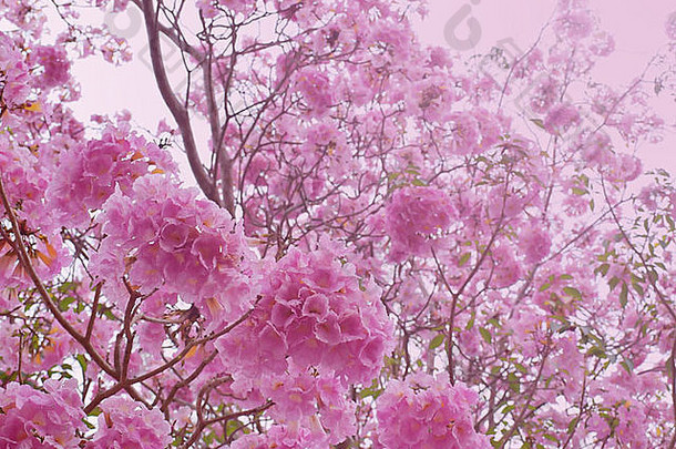 粉红色的喇叭树在情人节像甜蜜的<strong>梦</strong>一样<strong>绽放</strong>