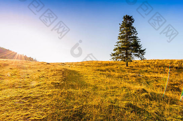 山上的日出——一棵树独自站在蓝天下的草地上。