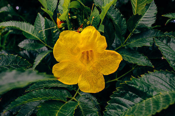 喇叭藤上的一朵黄色的花