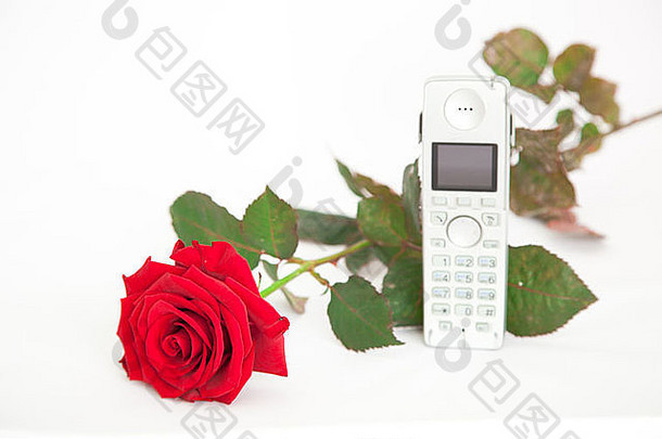 红玫瑰，白玫瑰上有电话