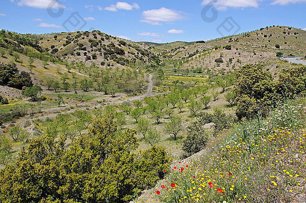 欧洲西部西班牙安达卢西亚阿尔梅里亚省普尔特奇科附近橄榄树间的春花。